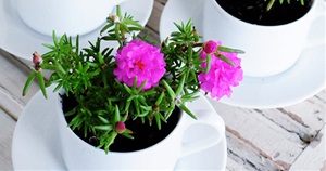 15 Colorful Plants That Are Perfect For Your Balcony