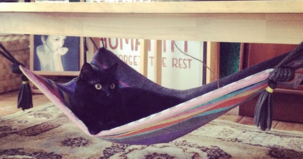 15 Clever Hacks Every Cat Owner Should Know