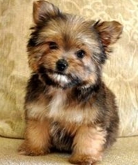 adopt a pomeranian husky mix grown corgi pomeranian mix breeds picture adopt a pomeranian husky mix grown corgi pomeranian mix breeds picture